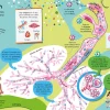 El gran libro del cuerpo humano