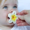 Hawaii The Flower