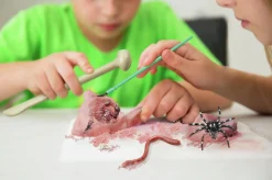 KidzLabs Excavación de Insectos · 4M