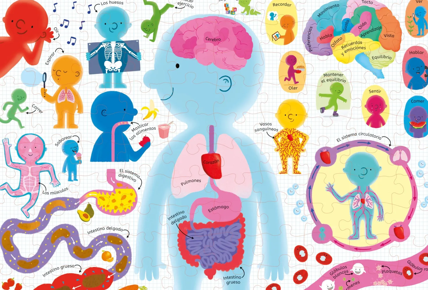 Libro Puzzle · El Cuerpo Humano