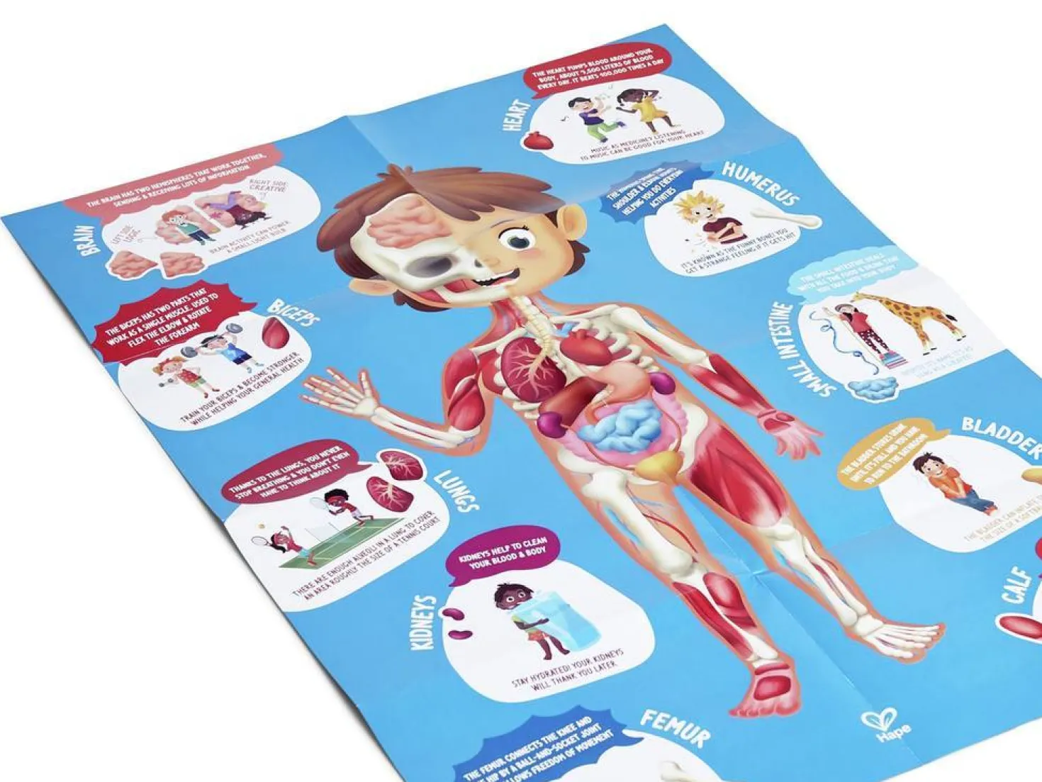 Puzzle Cuerpo Humano · Hape