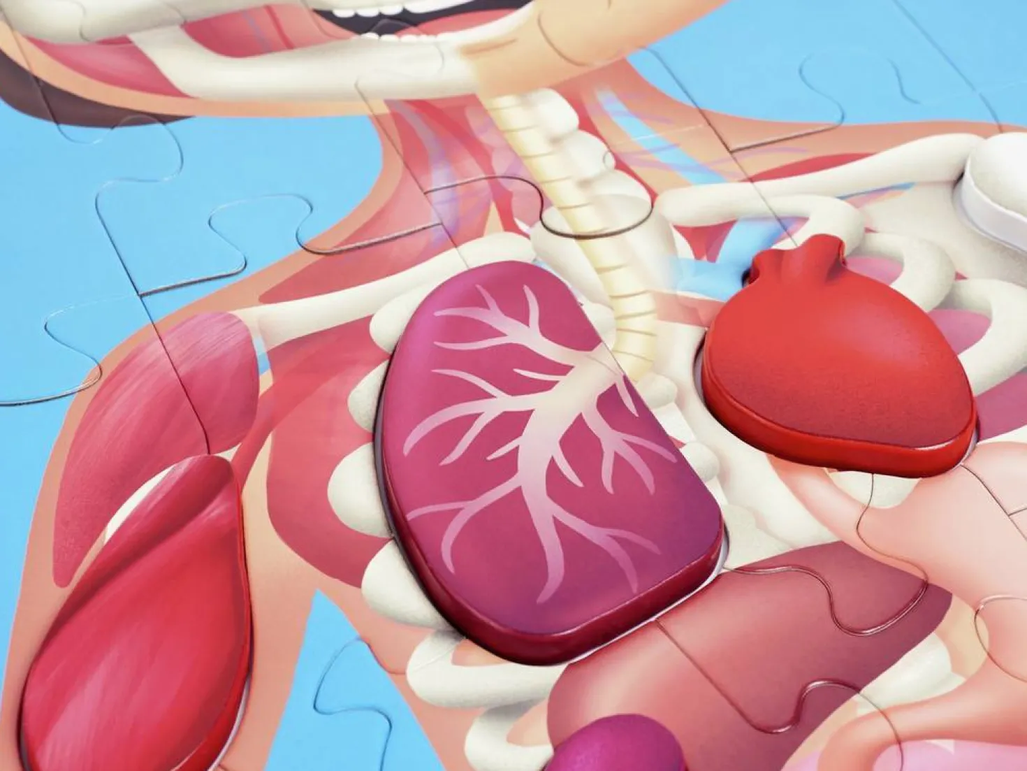 Puzzle Cuerpo Humano · Hape
