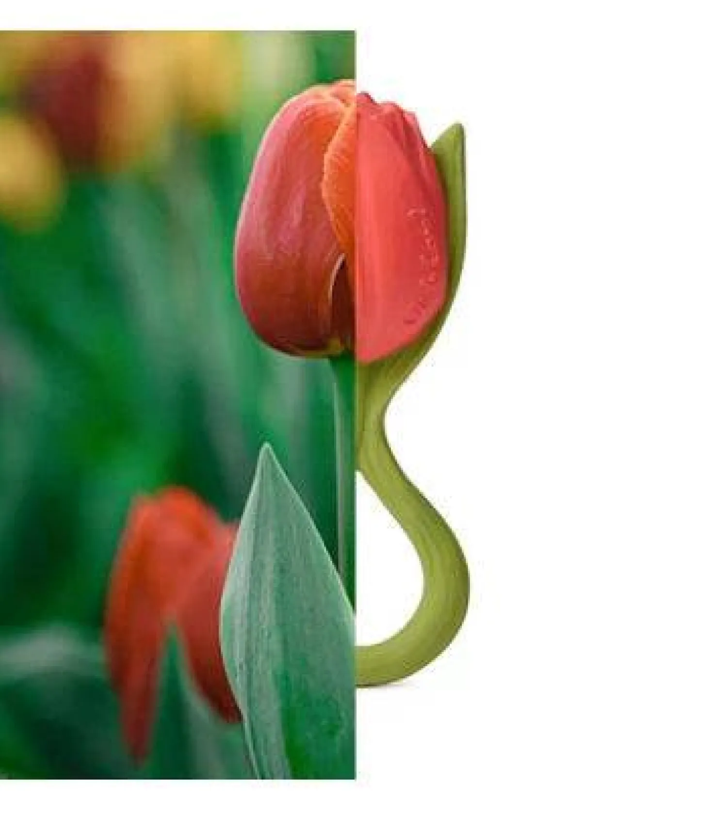 Theo the Tulip
